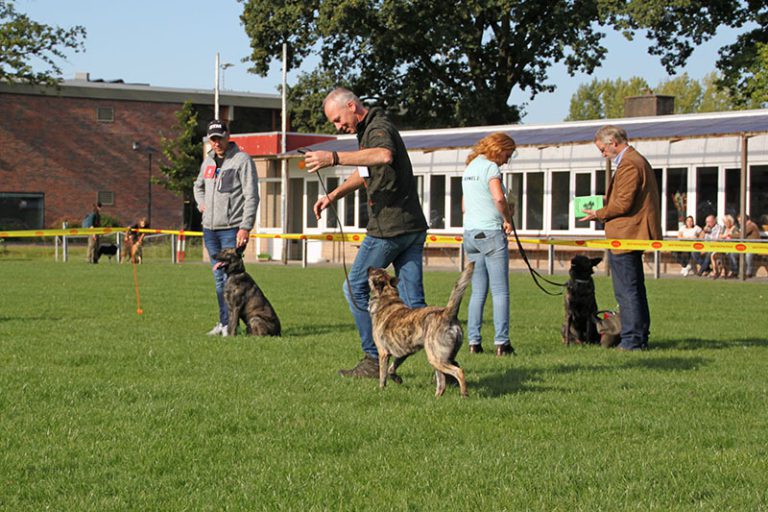 nhc, keuring, nest, nestendag, hollandse herder, dutch shepherd, show, keuring